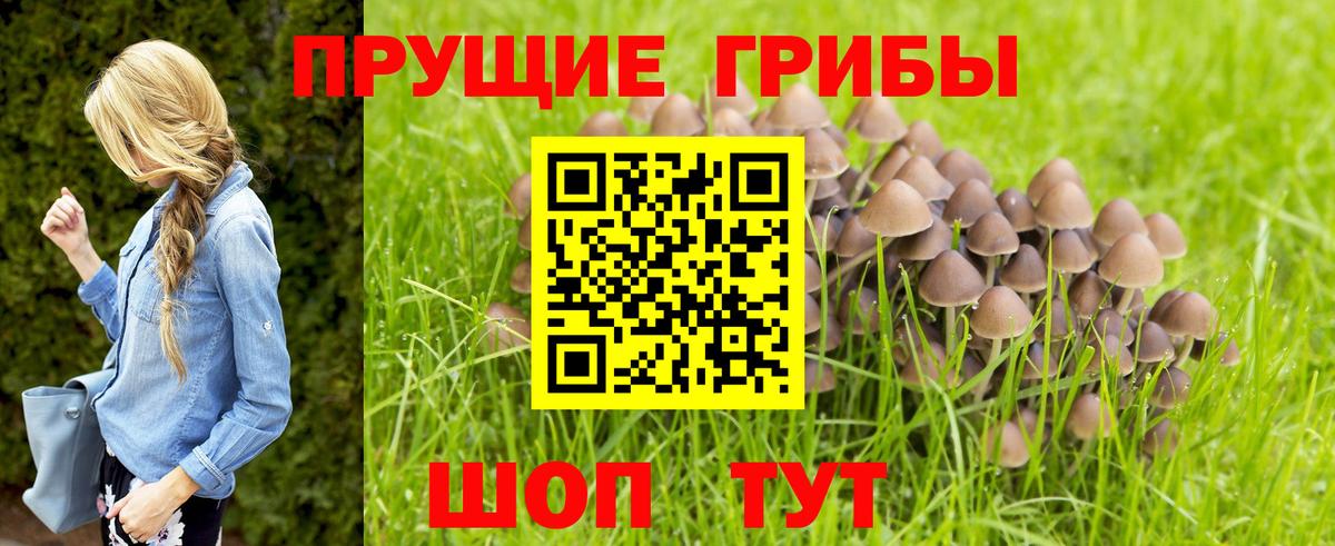 Галлюциногенные грибы Psilocybine cubensis  Вход с VPN  Серпухов 